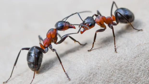 How many ants are there? The number is ‘incredibly difficult to comprehend’