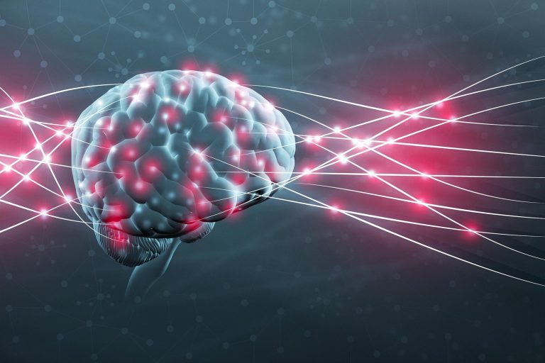 Yale Scientists Discover Clues to What Makes the Human Brain Different