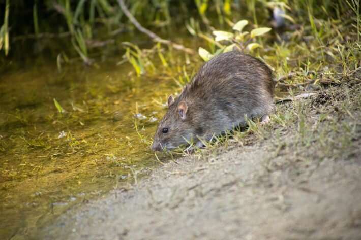 Can New Zealand coordinate national conservation efforts to control pest mammals?