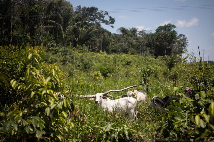 Cattle graze close to woodland near El Capricho, southeastern Colombia