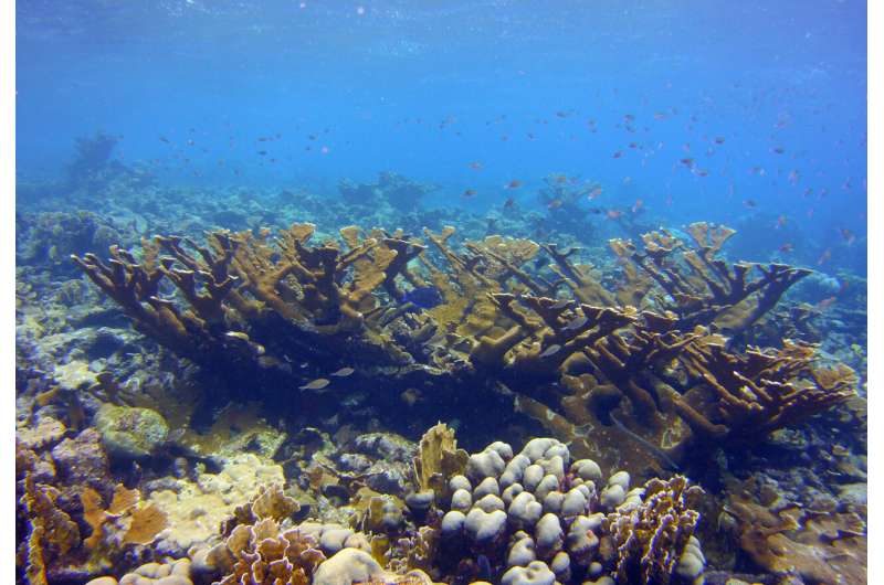 Corals pass mutations acquired during their lifetimes to offspring