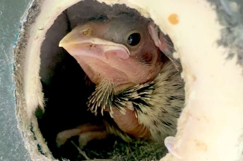 Cowbird chicks do best with two warbler nest mates – not four, not zero, study finds