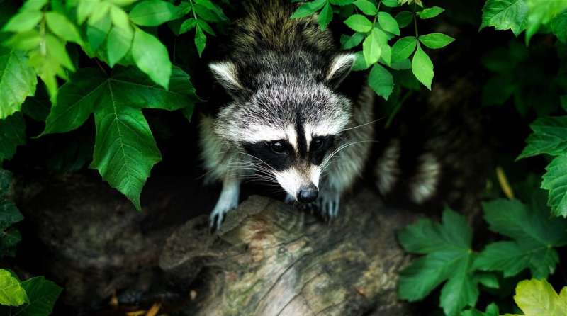 raccoon