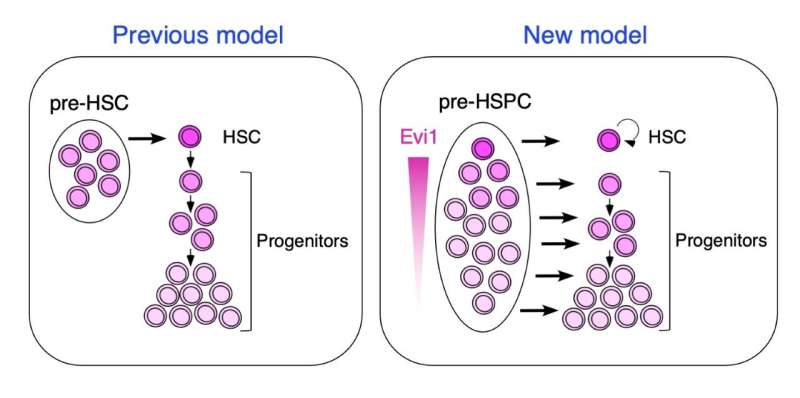 Embryo blood cells are stem cell-independent