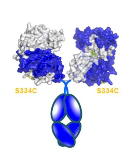 Engineering an enzyme against antibiotic-resistant anthrax