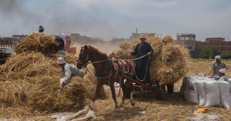 Food Supply Disruption Is Another Front for Russian Falsehoods