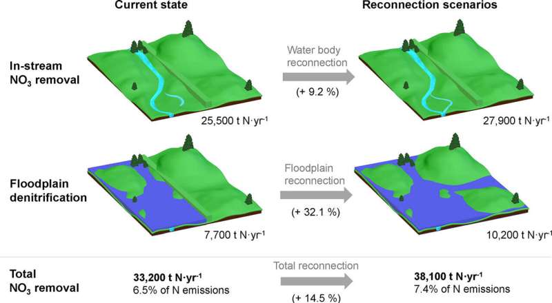 Floodplains improve the water quality of rivers