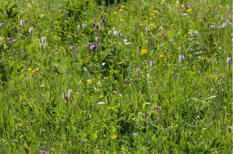 High plant diversity is often found in the smallest of areas