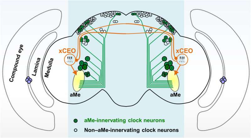 An extra-clock ultradian brain oscillator sustains circadian timekeeping