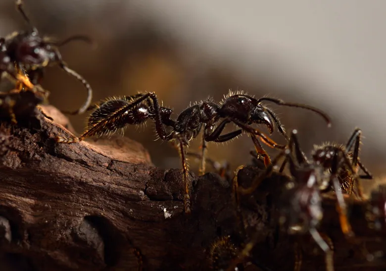 A closeup of about three fuzzy brown ants crawling along a log.