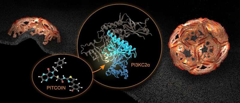 Inhibitor of lipid kinase PI3KC2a identified as potential new treatment of thrombosis