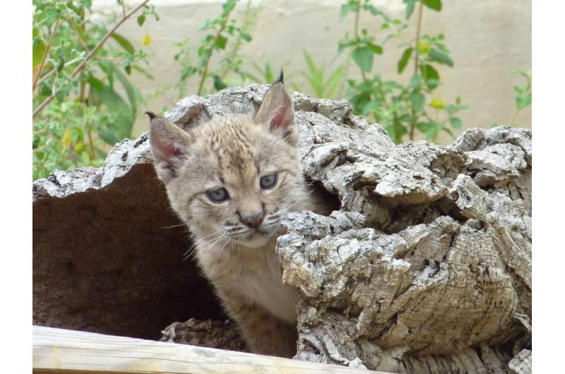 Largest database on mammals in Portugal now available