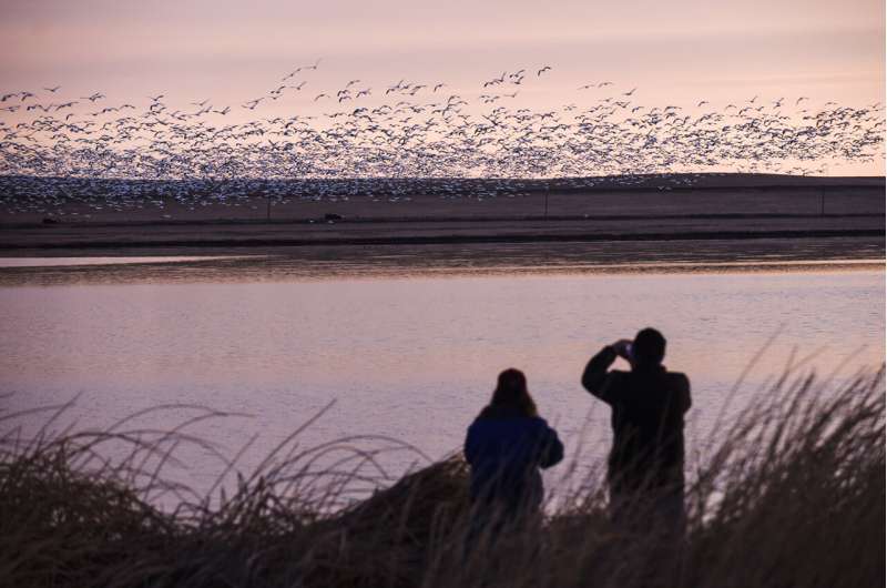 New atlas of bird migration shows extraordinary journeys