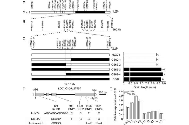 New study published cracks the code to increasing grain size and reducing chalkiness in rice