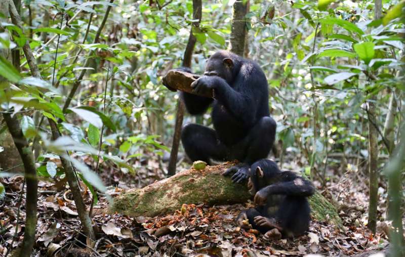 Chimpanzee stone tool diversity