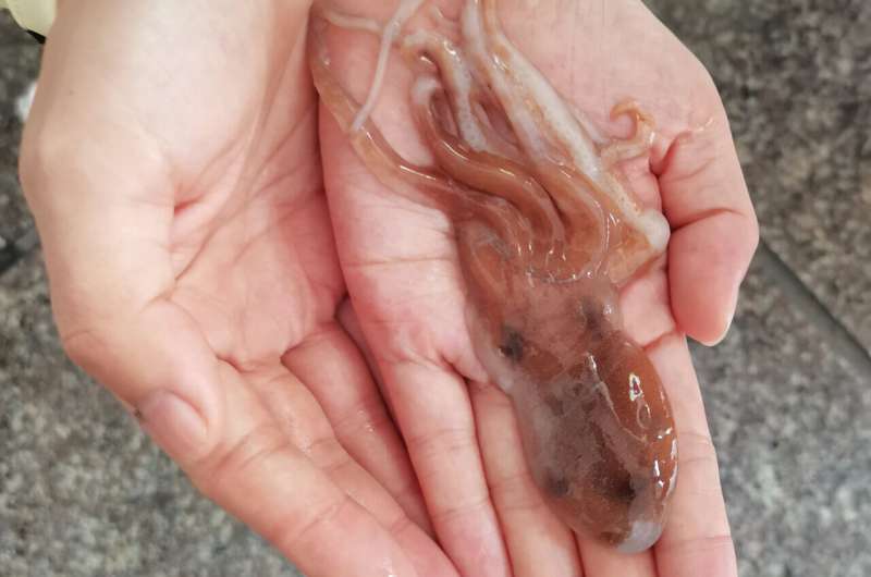 Scientists reveal the true identity of a Chinese octopus