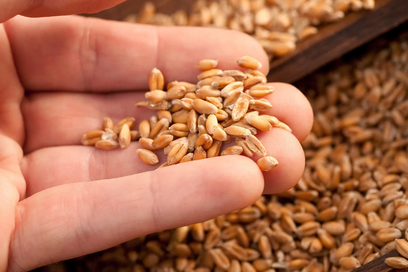 Holding Wheat Grains