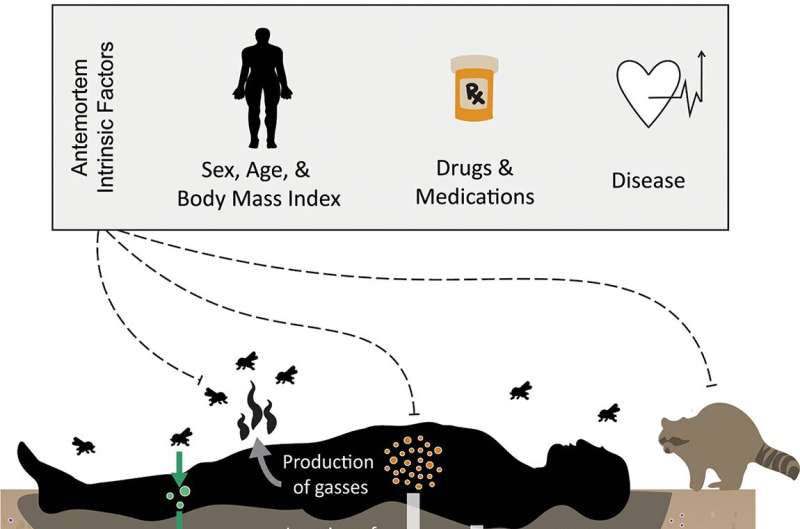 Study connects decomposing body's BMI to surrounding soil microbes