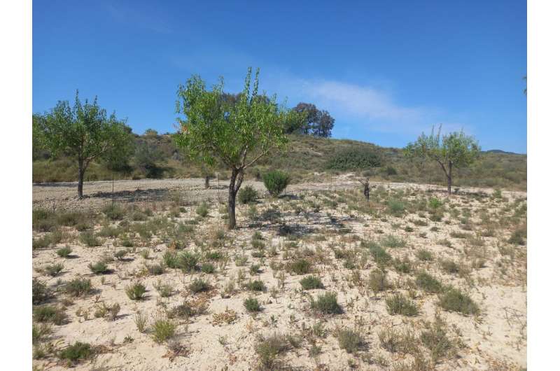 Thyme among almond trees: it mitigates climate change and increases the land's production