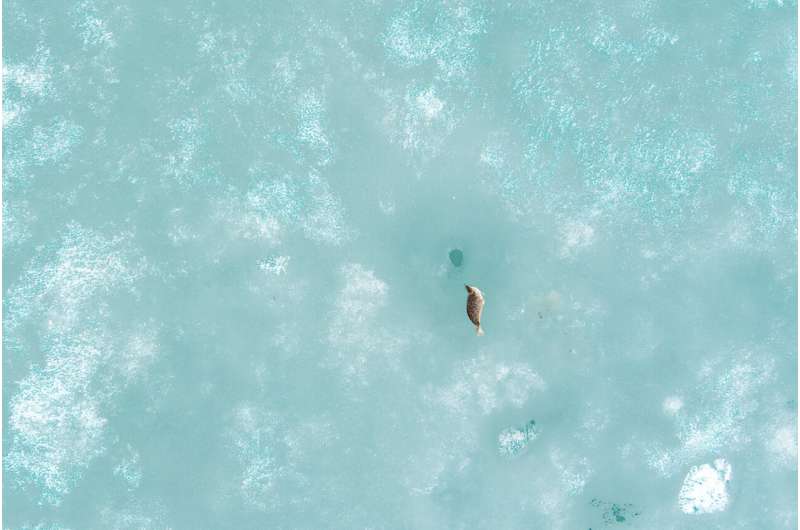 Using eyes in the sky to locate seals in a rapidly changing Arctic