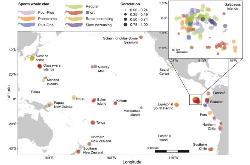 Whale clans use vocalisations to mark their culture