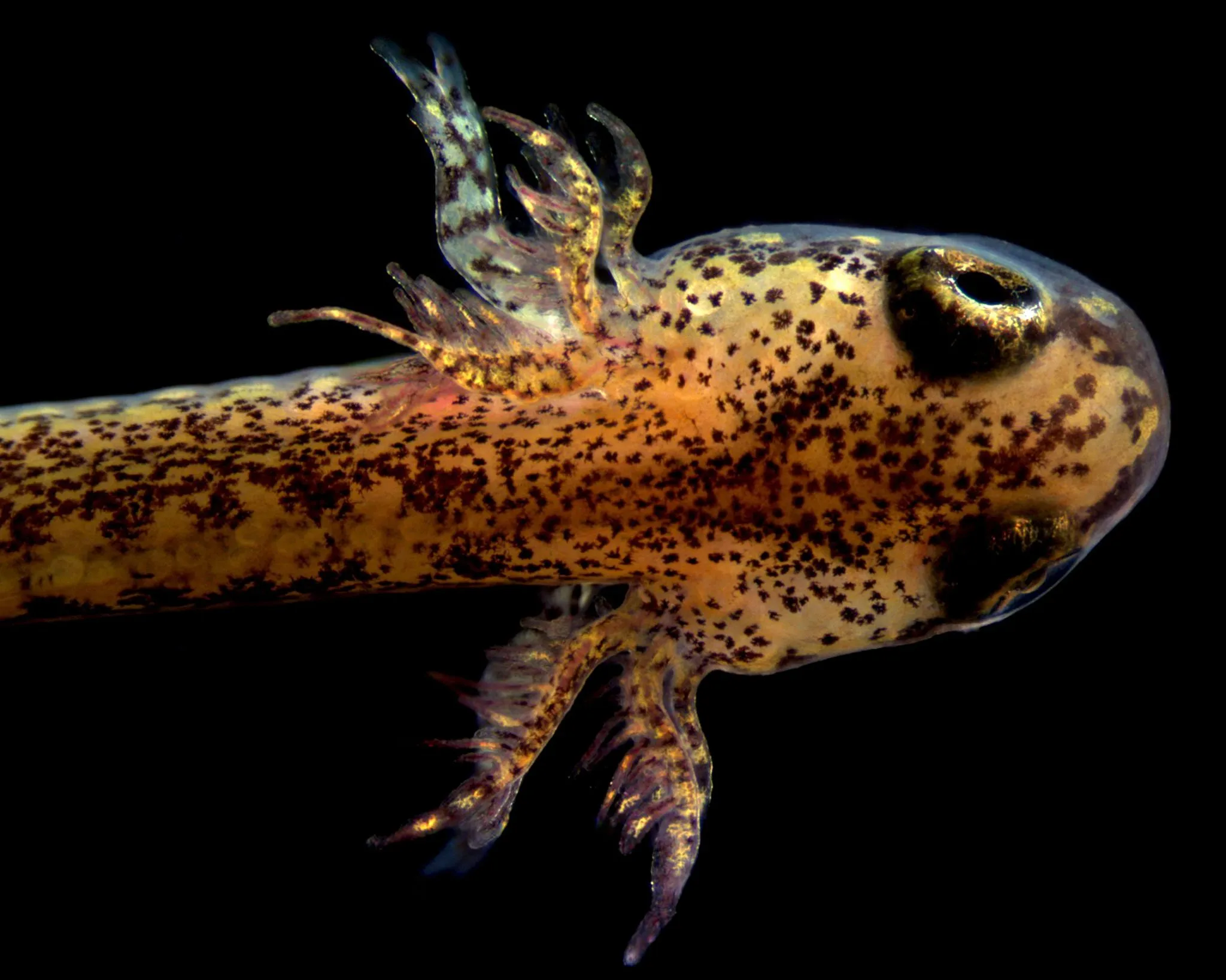 Hemidactylium scutatum Larvae