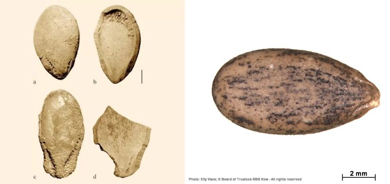 Scientists sequence world’s oldest plant genome from 6,000-year-old watermelon seeds