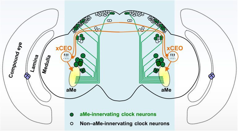 How an extra-clock ultradian brain oscillator sustains circadian timekeeping