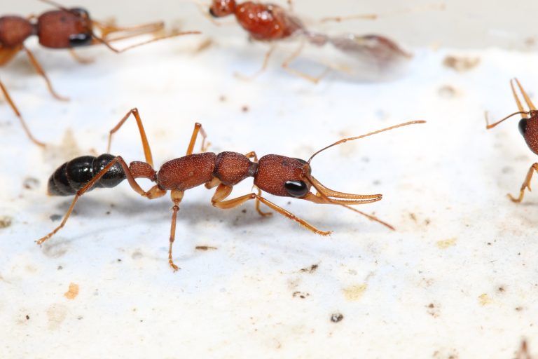 Anti-insulin protein linked to longevity and reproduction in ants