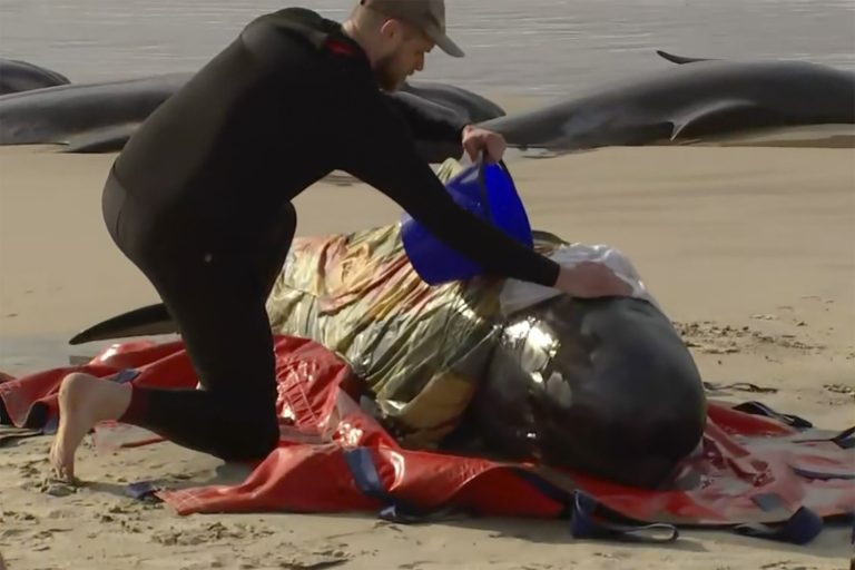 Around 200 stranded whales die in pounding surf in Australia