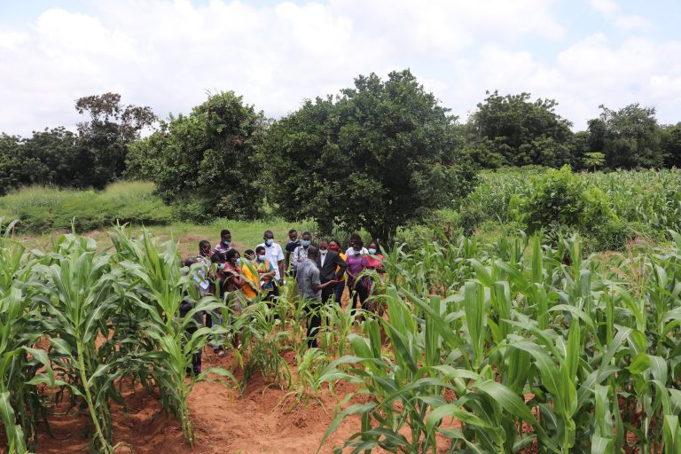 A fulcrum for sustainable production of maize and rice in Africa