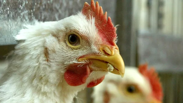 Chicken farmers brace for more cases of avian influenza as wild birds migrate