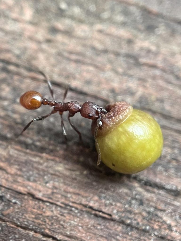 Boy’s discovery reveals highly complex plant-insect interaction