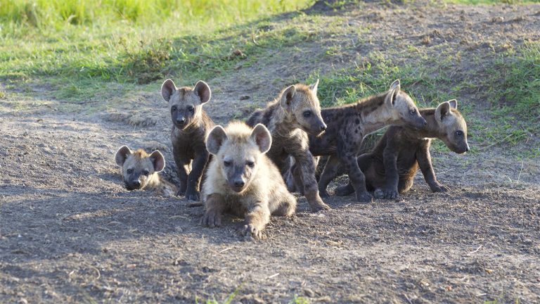 Examining the individual signatures of the ‘whoops’ that hyenas make