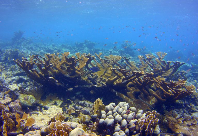 Corals can pass mutations acquired during their lifetimes to offspring