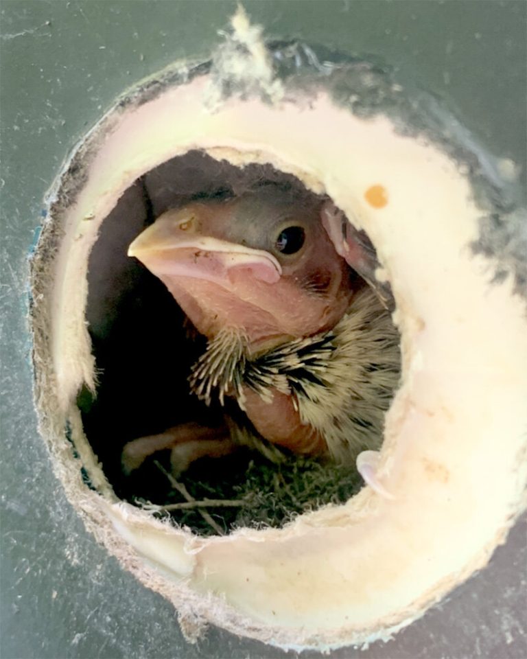 Cowbird chicks do best with two warbler nest mates—not four, not zero, study finds