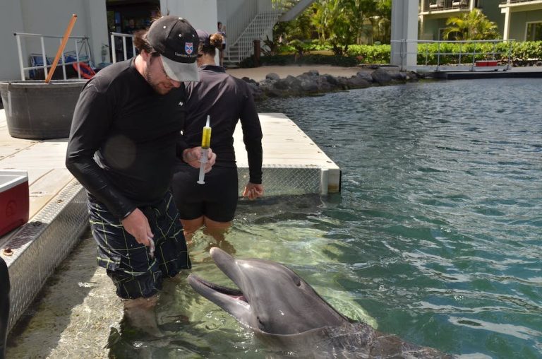 Dolphins use signature whistles to represent other dolphins, similar to how humans use names