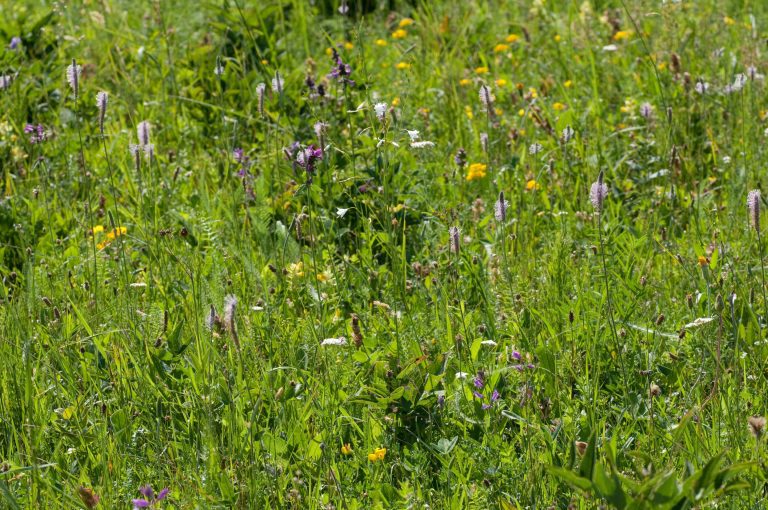 High plant diversity is often found in the smallest of areas