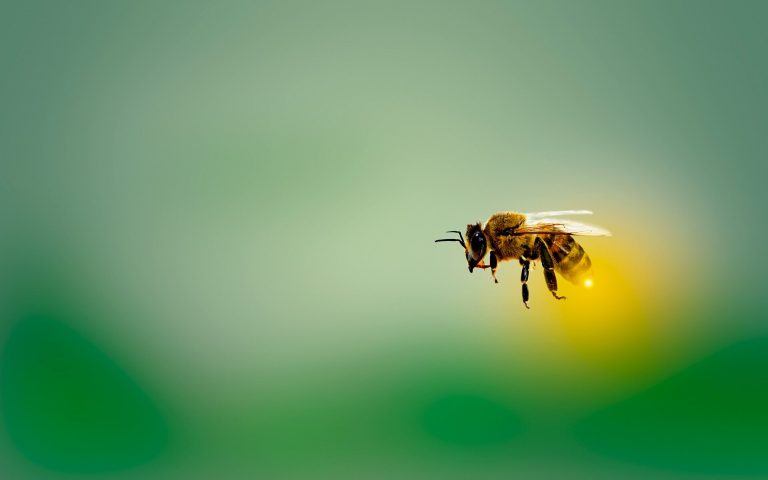 Immune-boosting therapy helps honey bees resist deadly viruses