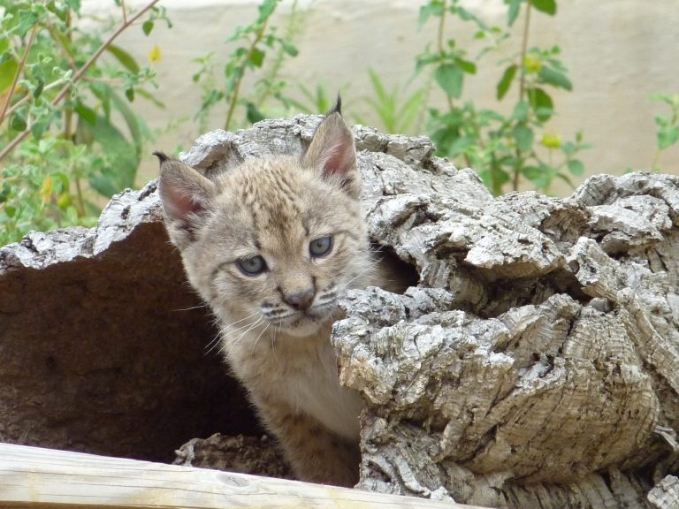 Largest database on mammals in Portugal now available