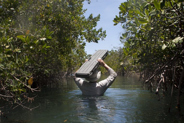 Mexican mangroves have been capturing carbon for 5,000 years