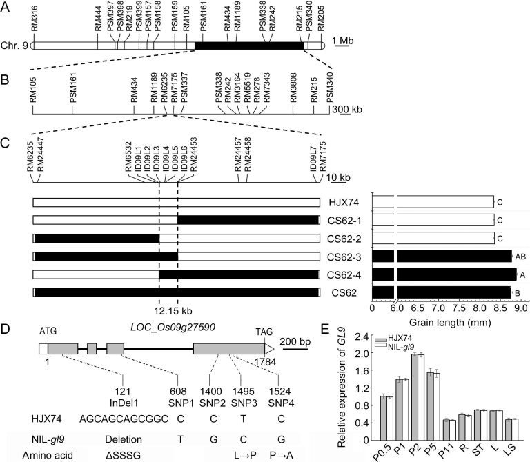 New study cracks the code to increasing grain size and reducing chalkiness in rice