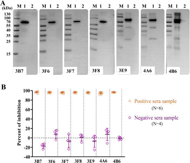 Improving the detection of African swine fever virus antibodies in serum