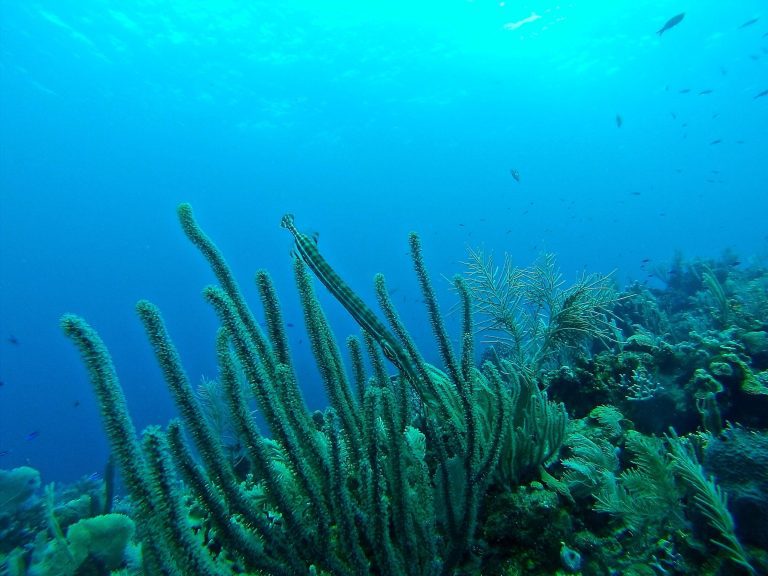 Ocean scientists measure sediment plume stirred up by deep-sea-mining vehicle