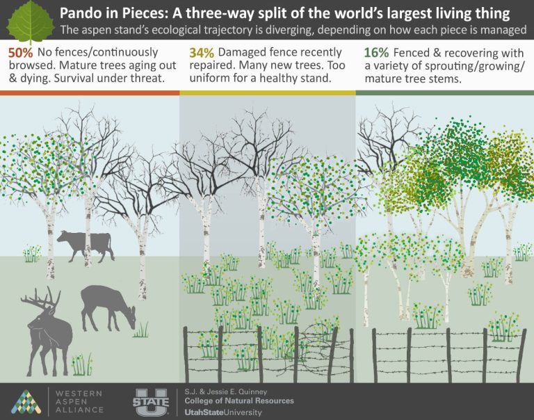 Understanding the new breach in the world’s largest living thing