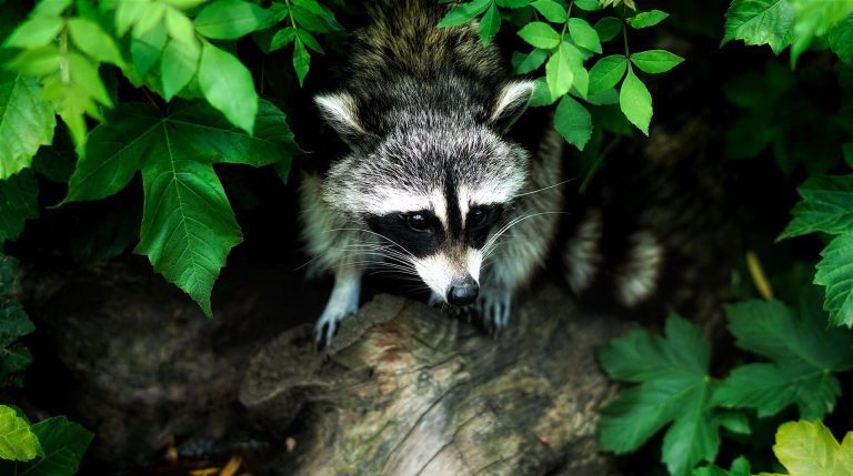 Docile raccoons are super learners and likely trashcan criminal masterminds