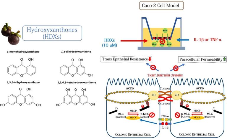 Replicating mangosteen peel extract as a treatment for intestinal inflammation in humans and animals