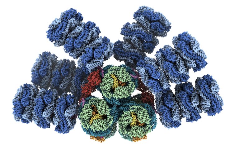 Researchers help reveal a ‘blueprint’ for photosynthesis