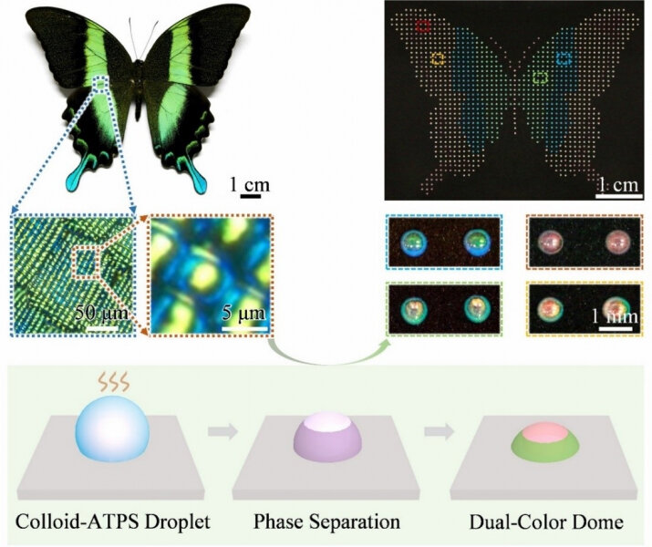 Biomimetic dual-color domes programmable for encryption