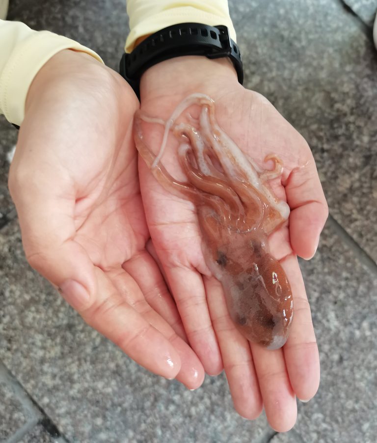 Scientists reveal the true identity of a Chinese octopus